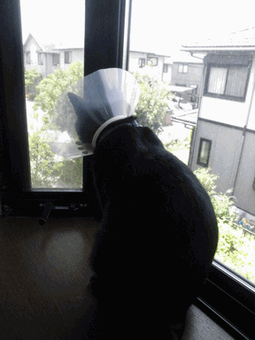 c0136736_9305752.gif
