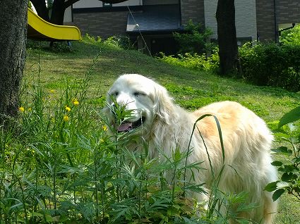 c0097558_10575240.jpg