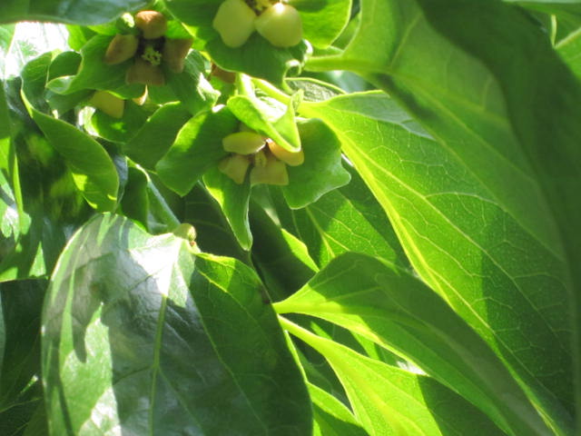e0181260_22422174.jpg