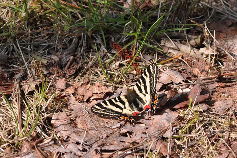 c0043361_0113775.jpg