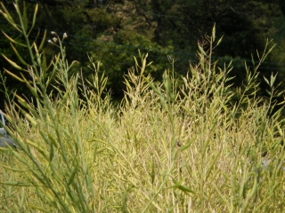 f0055264_2257367.jpg