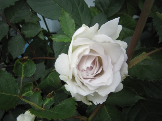 c0202870_13503813.jpg