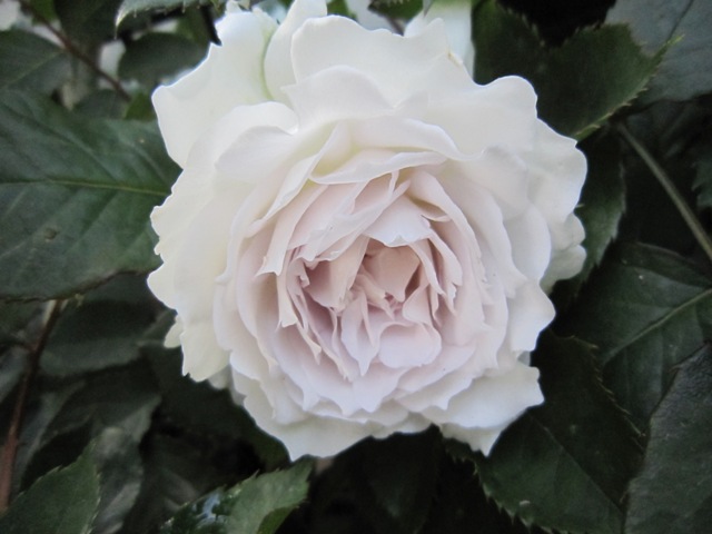 c0202870_13505469.jpg