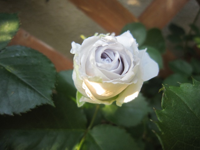 c0202870_14173676.jpg
