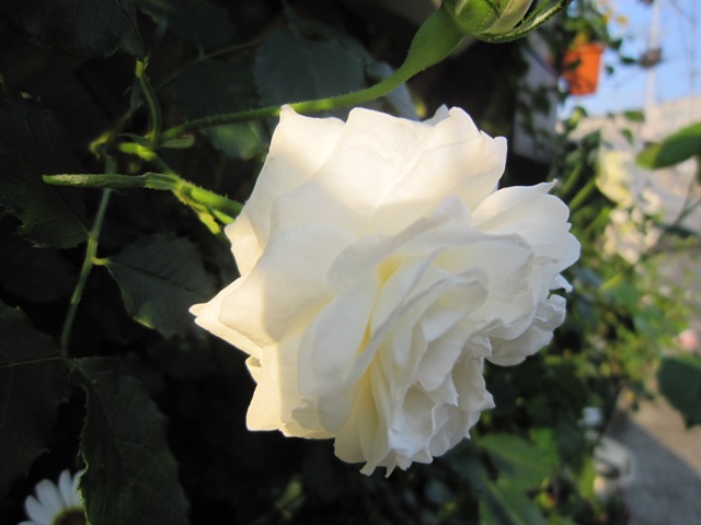 c0202870_14225551.jpg