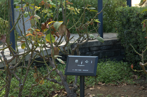 d0031171_189249.jpg