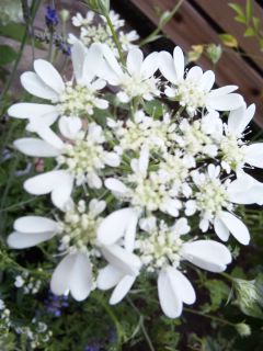 f0173771_16174399.jpg