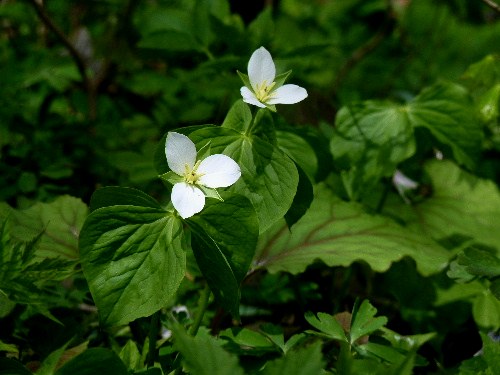 d0084473_2130291.jpg