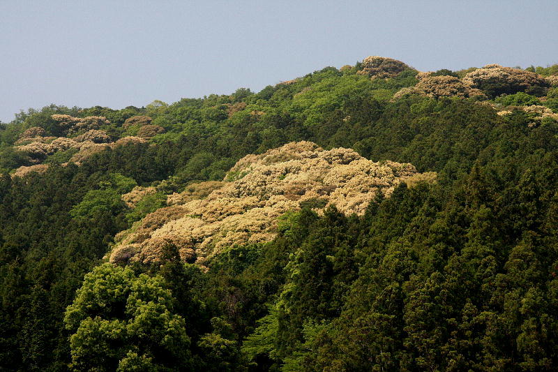 b0171185_19533977.jpg