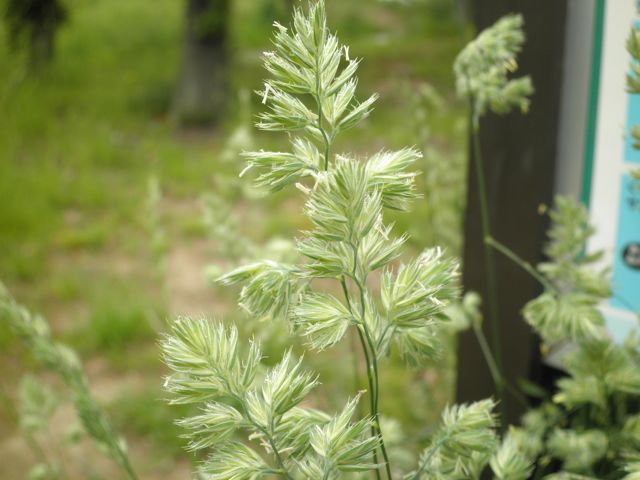 f0130894_17593143.jpg