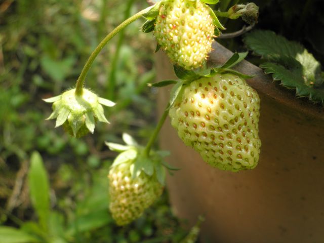 f0130894_1832842.jpg