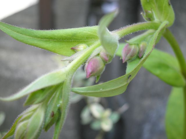 f0130894_1842023.jpg