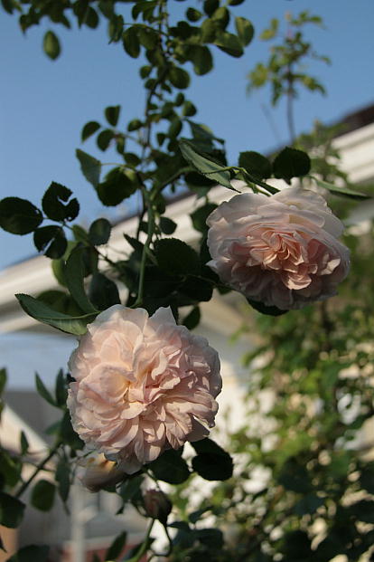 d0166303_0531289.jpg
