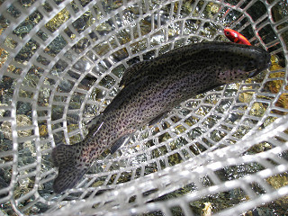 f0065341_113777.jpg