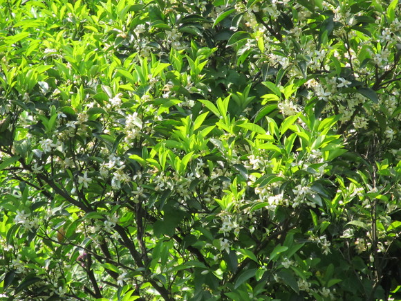 f0201157_861529.jpg