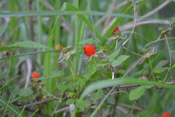 e0184558_824488.jpg