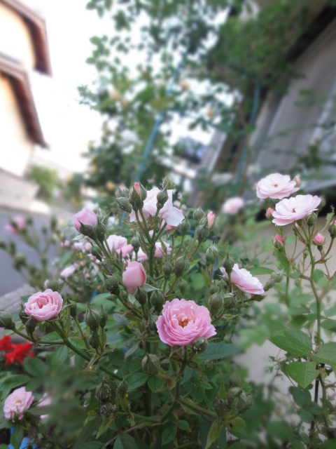 f0074659_1911124.jpg