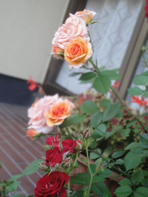 f0074659_19261995.jpg