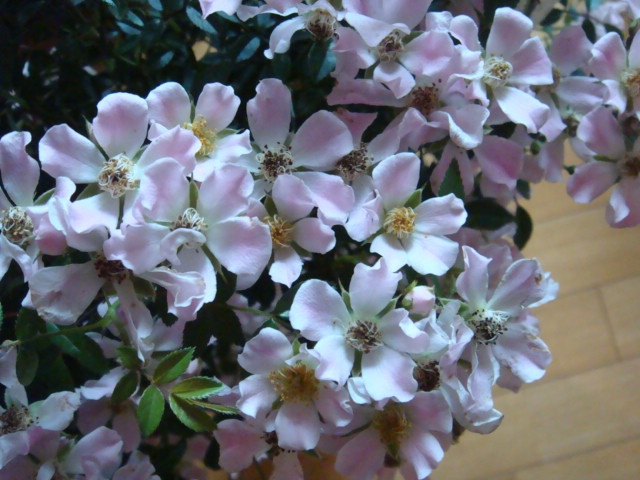 b0061261_20353860.jpg