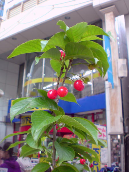 e0153367_9124921.jpg