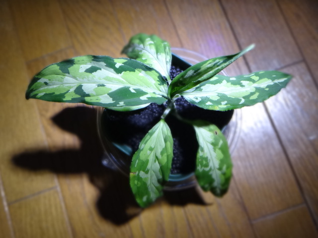 c0225669_23113166.jpg