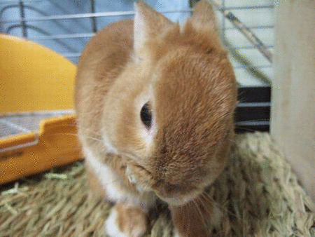 e0174980_17292557.gif