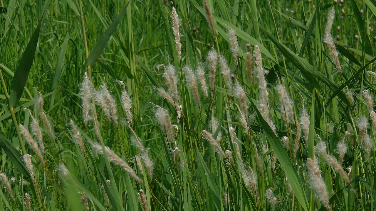 a0185081_2075215.jpg