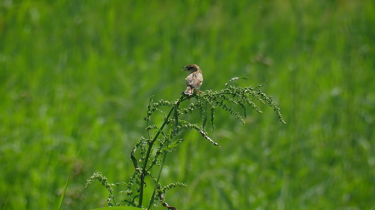 a0185081_209135.jpg