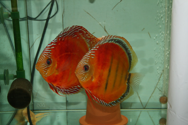 e0018082_22142774.jpg