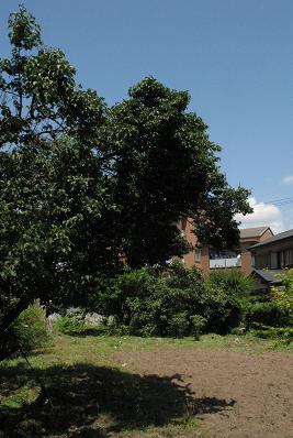 e0130185_14325178.jpg