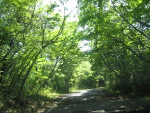 e0033301_10131453.jpg