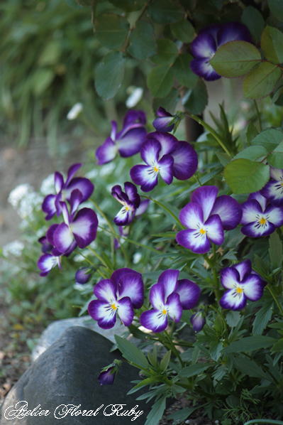 d0001008_17433491.jpg
