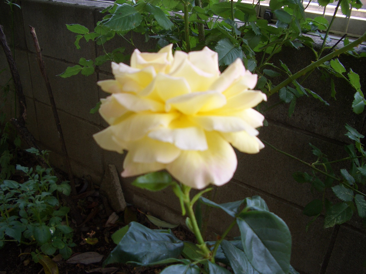 c0116610_155463.jpg