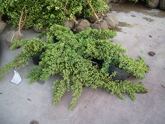 c0190010_2024240.jpg