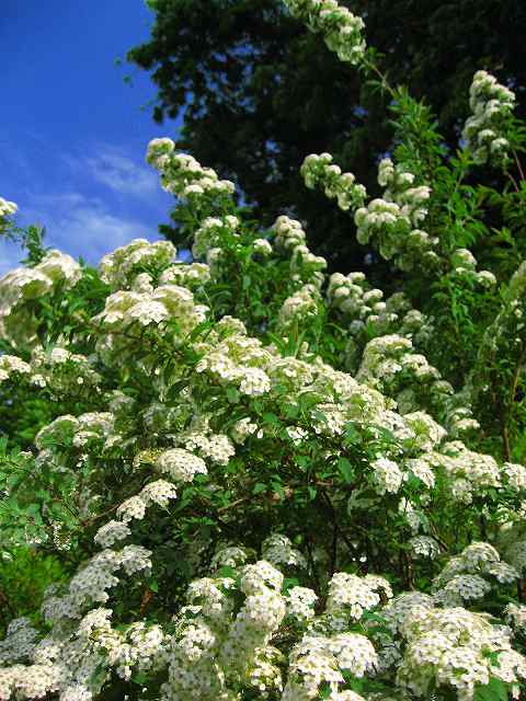 d0170119_15595979.jpg