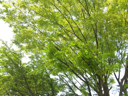 c0150520_2343319.jpg
