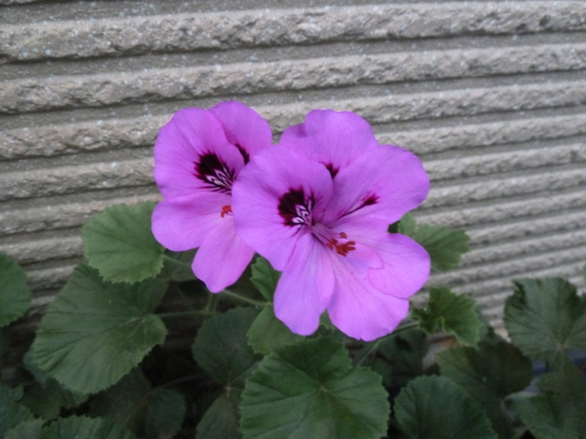 e0033229_2213401.jpg