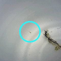 d0048332_1433489.gif