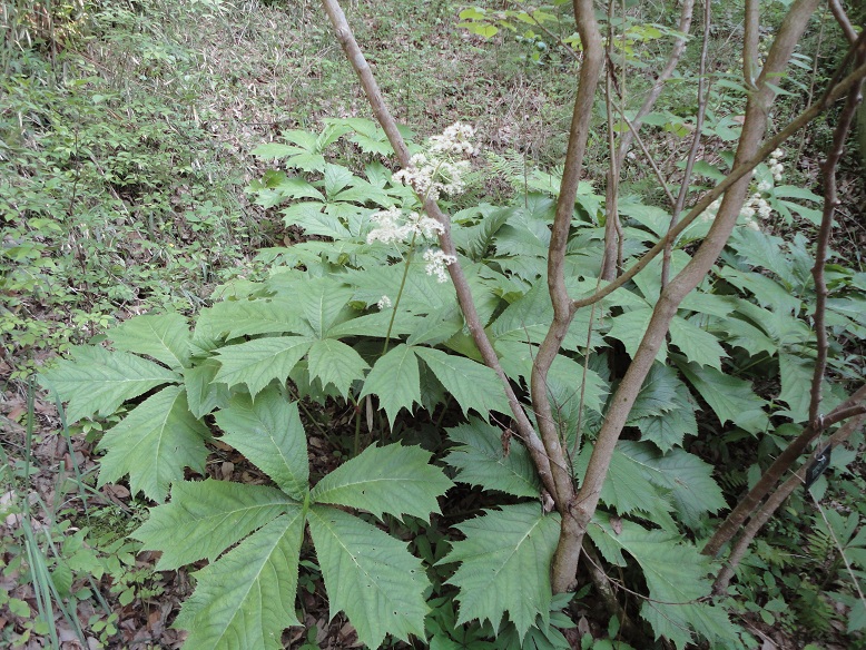 e0057640_16355071.jpg