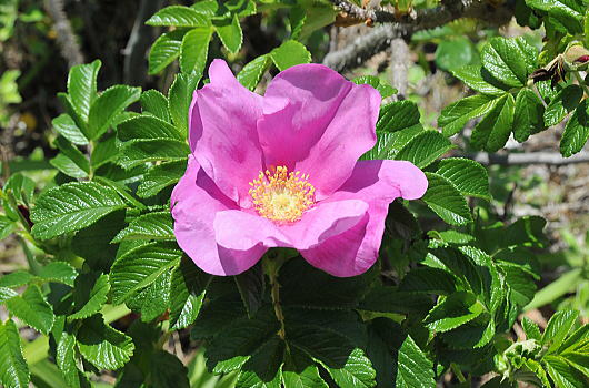 f0094843_0544568.jpg