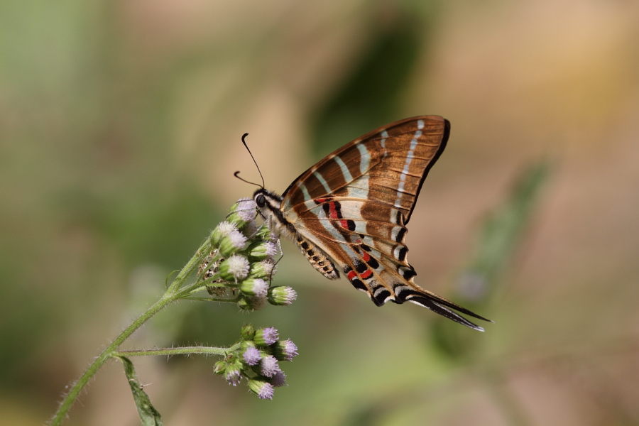a0094850_11334020.jpg