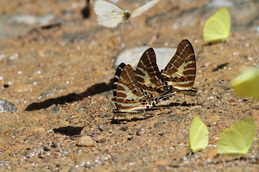 a0094850_1135335.jpg