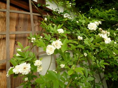 c0141555_23112546.jpg