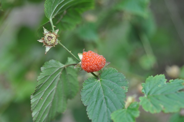 b0104861_2031527.jpg
