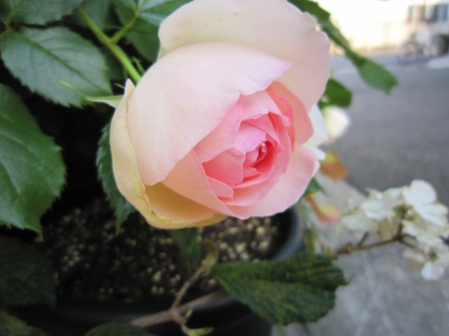 c0202870_7312339.jpg