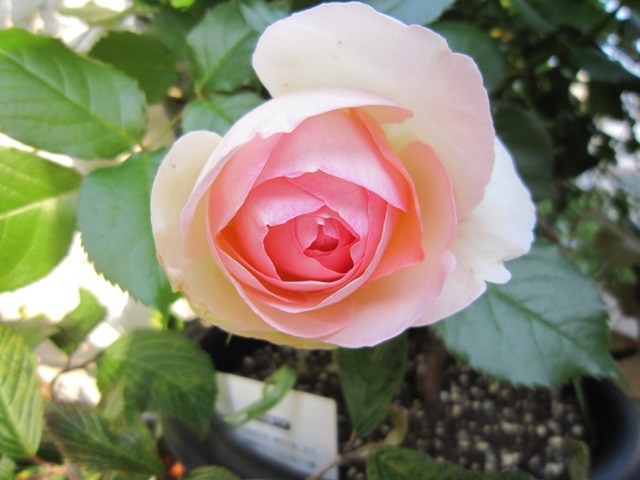c0202870_731952.jpg