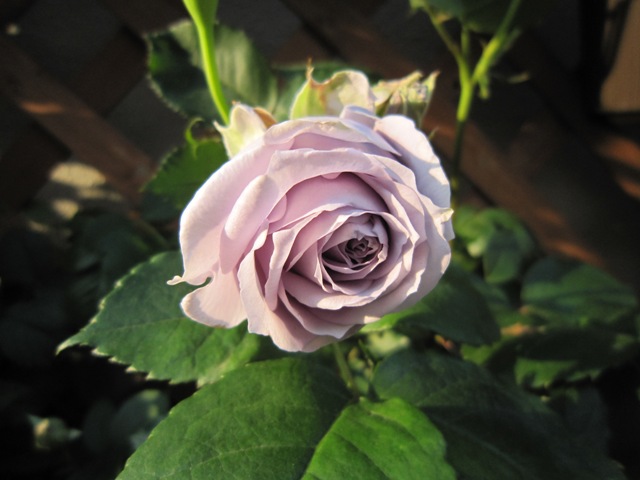 c0202870_8102917.jpg