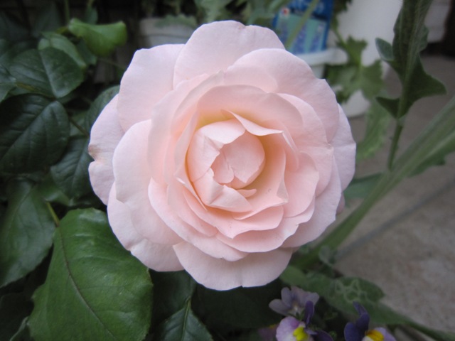 c0202870_8122486.jpg