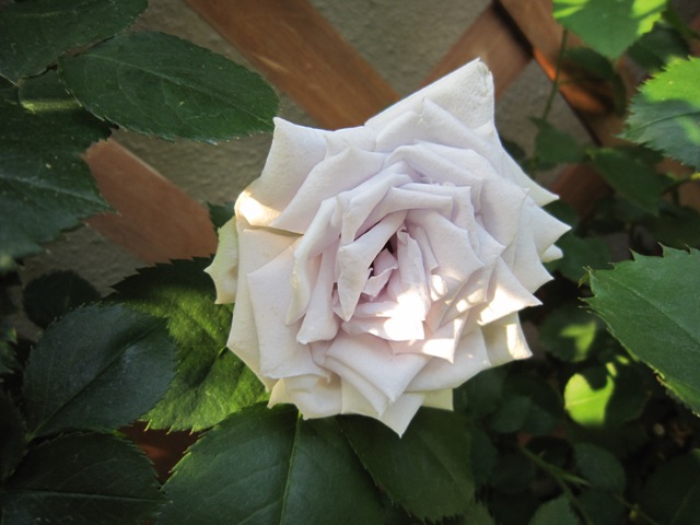 c0202870_8144057.jpg