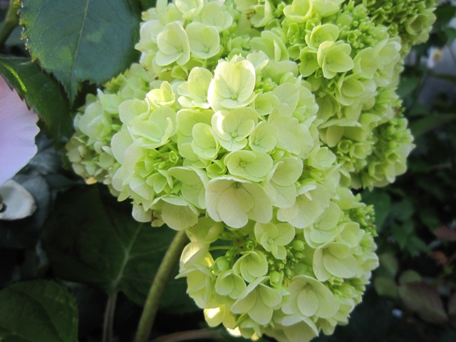 c0202870_8162020.jpg